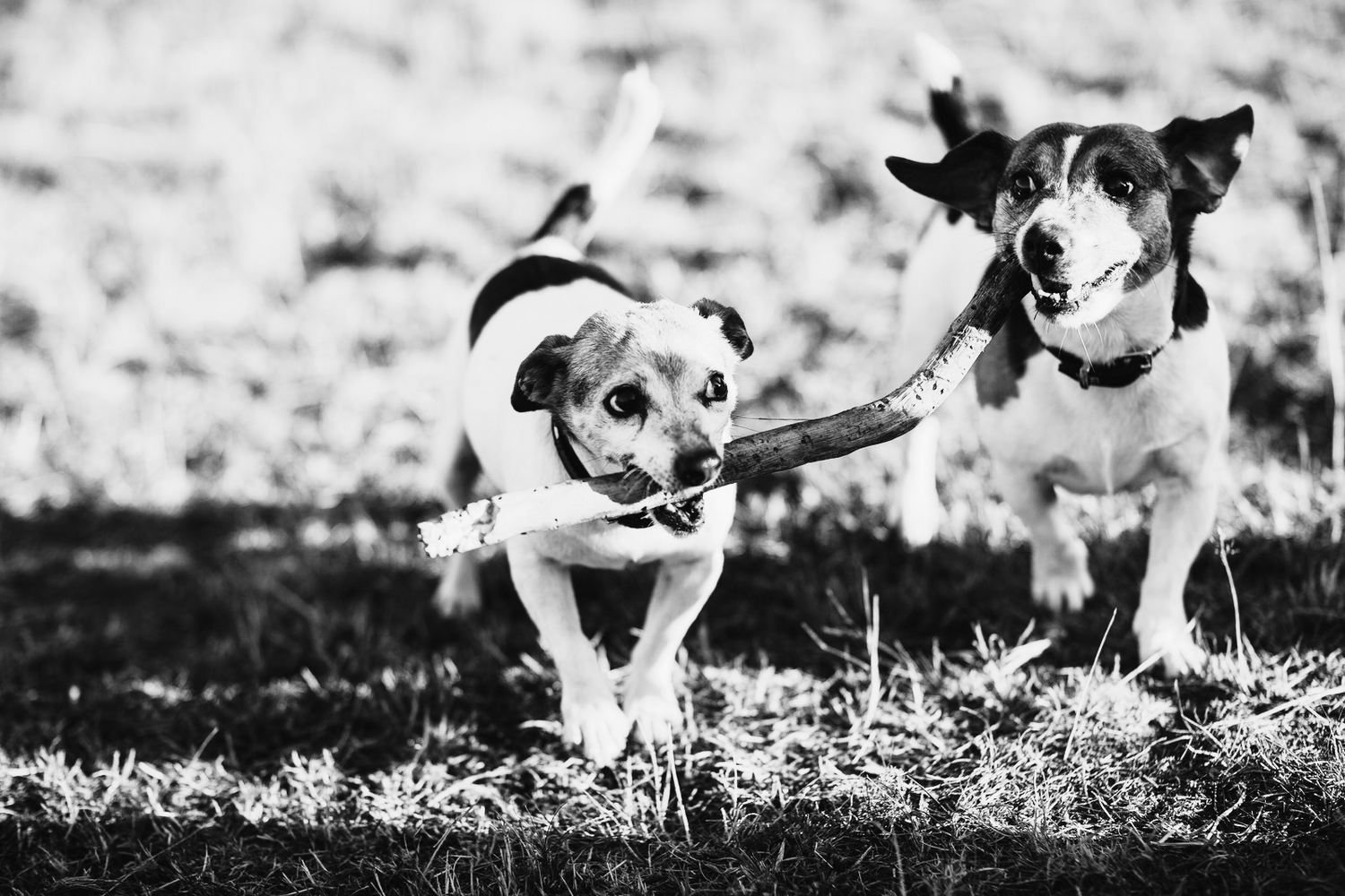 Buddy und Joker, die Hunde der Freusel-Gründer, jagen gemeinsam fröhlich einen Stock.